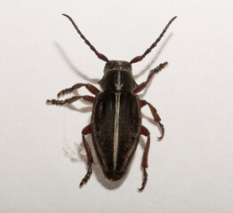 Dorcadion tauricum is a species of beetle in the family Cerambycidae.