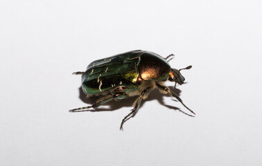 Cetonia aurata, called the rose chafer or the green rose chafer.