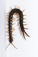 Scolopendra cingulata, also known as Megarian (Mediterranean) banded centipede.
