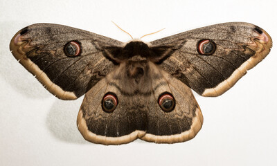 Saturnia pyri, the giant peacock moth, great peacock moth, giant emperor moth or Viennese emperor,...