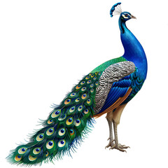 Obraz premium Vector 3D illustration of a peacock bird on a white background. Suitable for crafting and digital design projects.[A-0004]