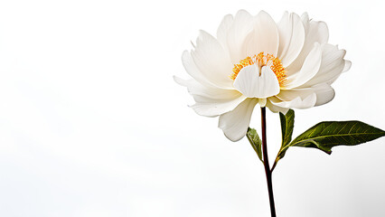 Obraz premium Beautiful flowers bring back memories.