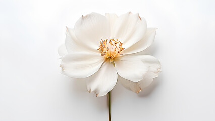 Fototapeta premium Beautiful flowers bring back memories.