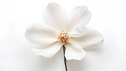 Fototapeta premium Beautiful flowers bring back memories.