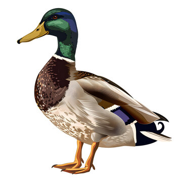 recommend clip art: Vector 3D illustration of a mallard bird on a white background. Suitable for crafting and digital design projects.[A-0001]