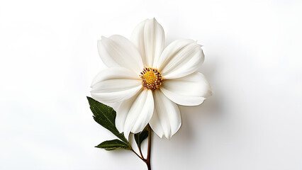 Fototapeta premium Beautiful flowers bring back memories.