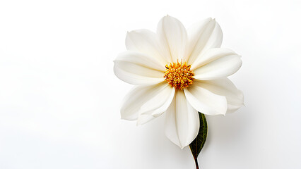 Fototapeta premium Beautiful flowers bring back memories.