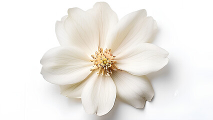 Obraz premium Beautiful flowers bring back memories.