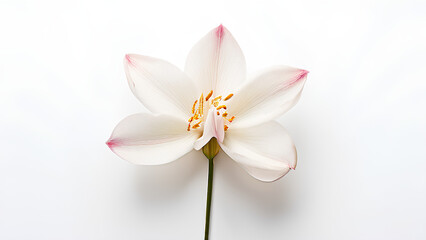 Fototapeta premium Beautiful flowers bring back memories.