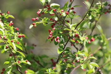 Toringo crabapple  buds in the middle of Togakushi Kodo