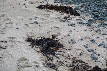 Native fantail bird on the beach in Tawharanui, Matakana, Auckland, New Zealand.