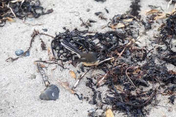 Native fantail bird on the beach in Tawharanui, Matakana, Auckland, New Zealand.