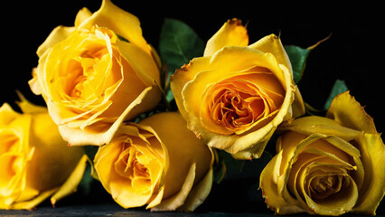 Yellow roses on a black background, studio light 16:9 with copyspace