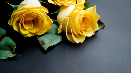 Yellow roses on a black background, studio light 16:9 with copyspace