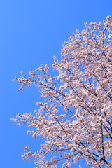 Cherry blossoms against a backdrop of blue sky.
