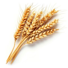 a bunch of ears of wheat on a isolated background