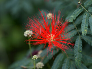 カリアンドラ・トウィーディー