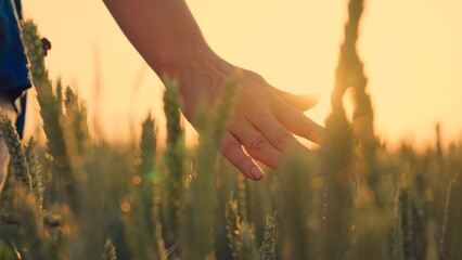 Hand farmer is touching ears of wheat on field in sun, inspecting her harvest. Woman farmer walks...