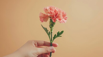 Obraz premium The hand holding a flower isolated on the solid blue color background. [The rose] is delicate and colorful. Captured in the style of product photography, close up, studio lighting