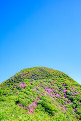 国見岳のミヤマキリシマ　長崎県雲仙市　Mt. Kunimi’s Japanese aquarium. Nagasaki...