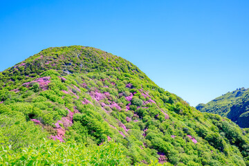 国見岳のミヤマキリシマ　長崎県雲仙市　Mt. Kunimi’s Japanese aquarium. Nagasaki...