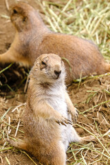 Fototapeta premium プレーリードッグ