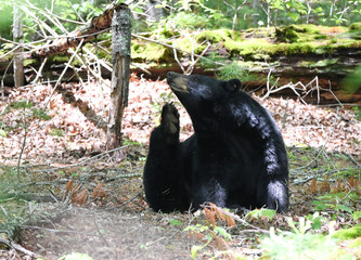 Black Bear Scratching