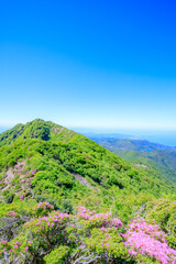 妙見岳とミヤマキリシマ　長崎県雲仙市　Mt. Myokendake and Japanese aquarium....