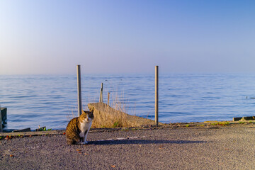 水辺にたたずむ猫