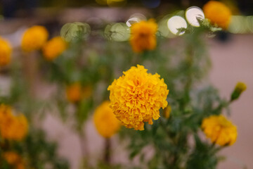 黄色い花と玉ボケ