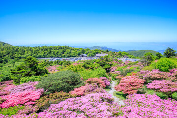 仁田峠のミヤマキリシマ　長崎県雲仙市　Miyamakirishima at Nita Pass. Nagasaki...