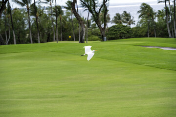 Fototapeta premium White cattle egret flying over the manicured grass on a golf course, Maui, Hawaii 