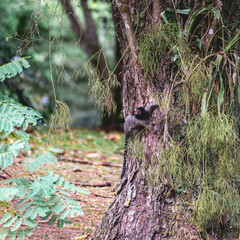 Little monkey climbing in  a tree in the Botanic Garden in São Paulo, Brazil.