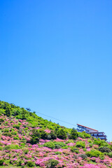 仁田峠のミヤマキリシマ　長崎県雲仙市　Miyamakirishima at Nita Pass. Nagasaki...