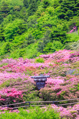 仁田峠のミヤマキリシマ　長崎県雲仙市　Miyamakirishima at Nita Pass. Nagasaki...