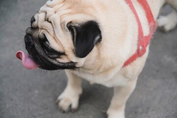 cute Pug puppy dog in Rio