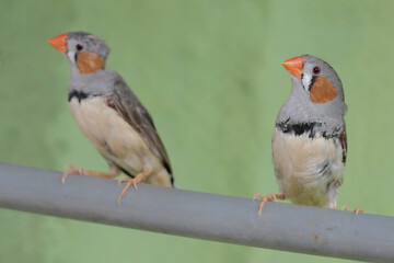 Two zebra finches are perched on a pipe. This small, beautifully colored bird has the scientific name Taeniopygia guttata.