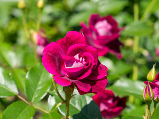 鮮やかな赤紫色の薔薇