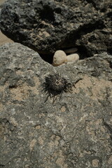 tree on the beach with rock