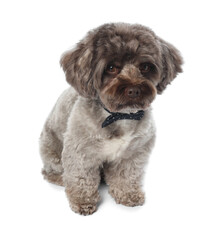 Cute Maltipoo dog with bow tie on white background. Lovely pet