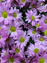 purple daisy mums, isolated. black background