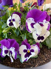 Purple pansy viola flower plant
