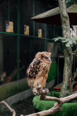 owl bird on a branch