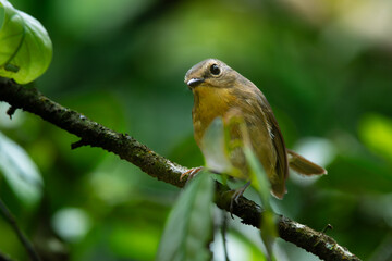 Female snowy-browed flycatcher ficedula hyperythra perching on a branch , natural bokeh background	