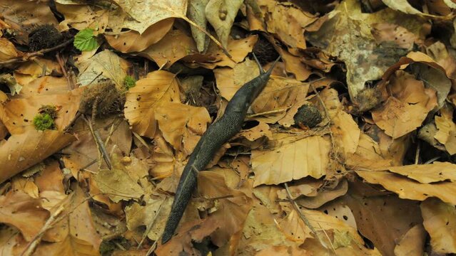 A large black slug Arion ater crawls in the forest on dried leaves