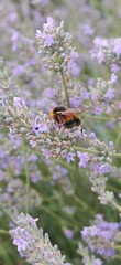 Abeille butinant de la lavande