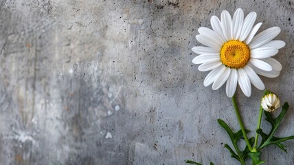 White daisy with yellow center against gray concrete wall