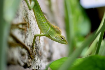 green lizard on a branch