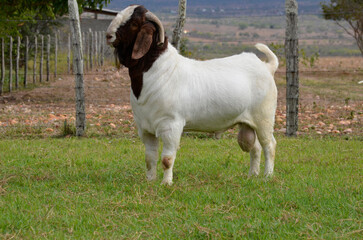 Male Boer goat in Brazil. The Boer is a breed developed in South Africa