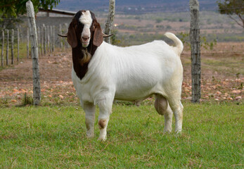 Male Boer goat in Brazil. The Boer is a breed developed in South Africa